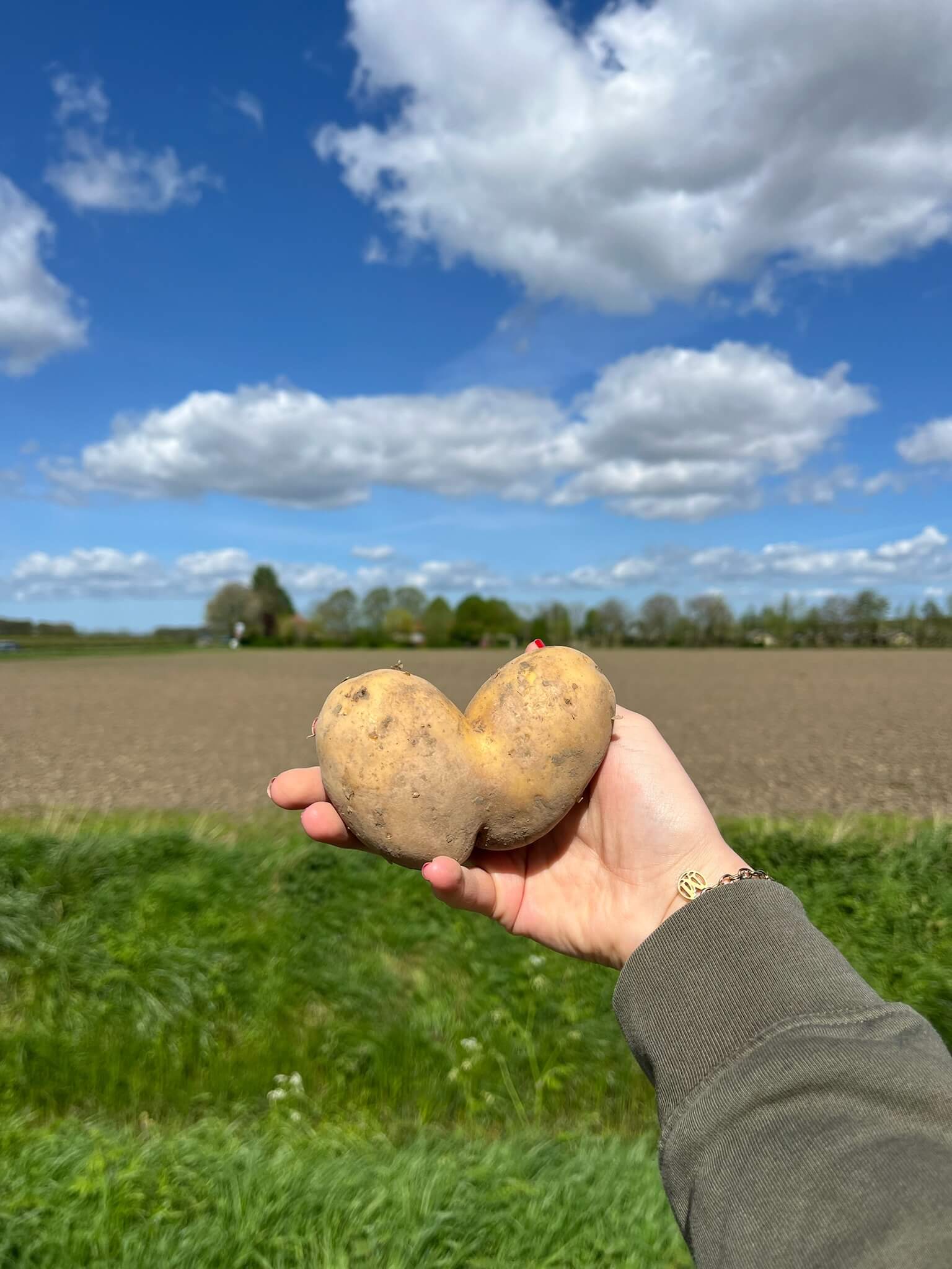 aardappel