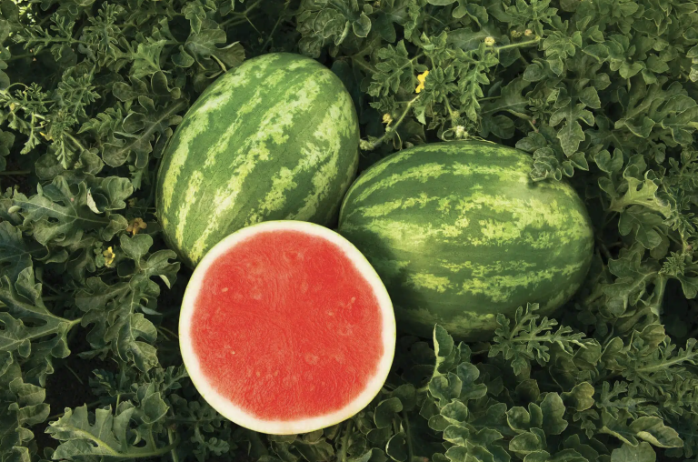watermeloen