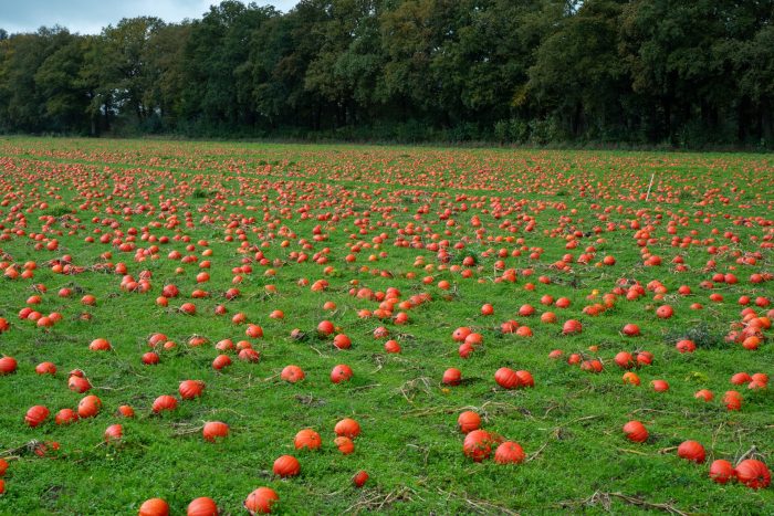 Pompoenen doneren