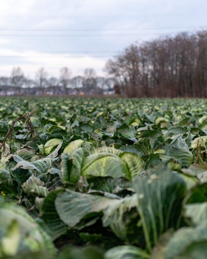 Witte kool bestellen - Flevoland