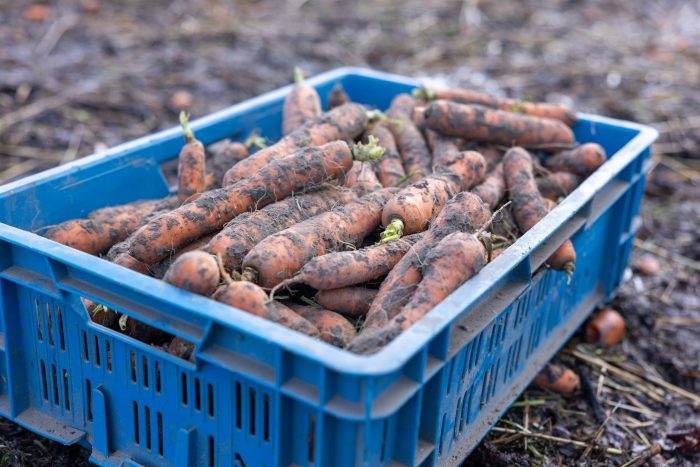 Wortels bestellen - Friesland