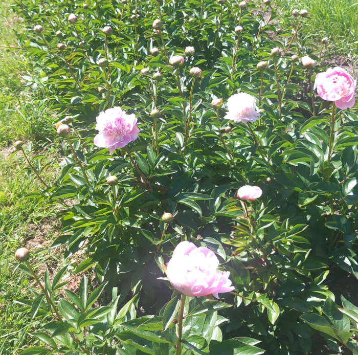 Pioenrozen