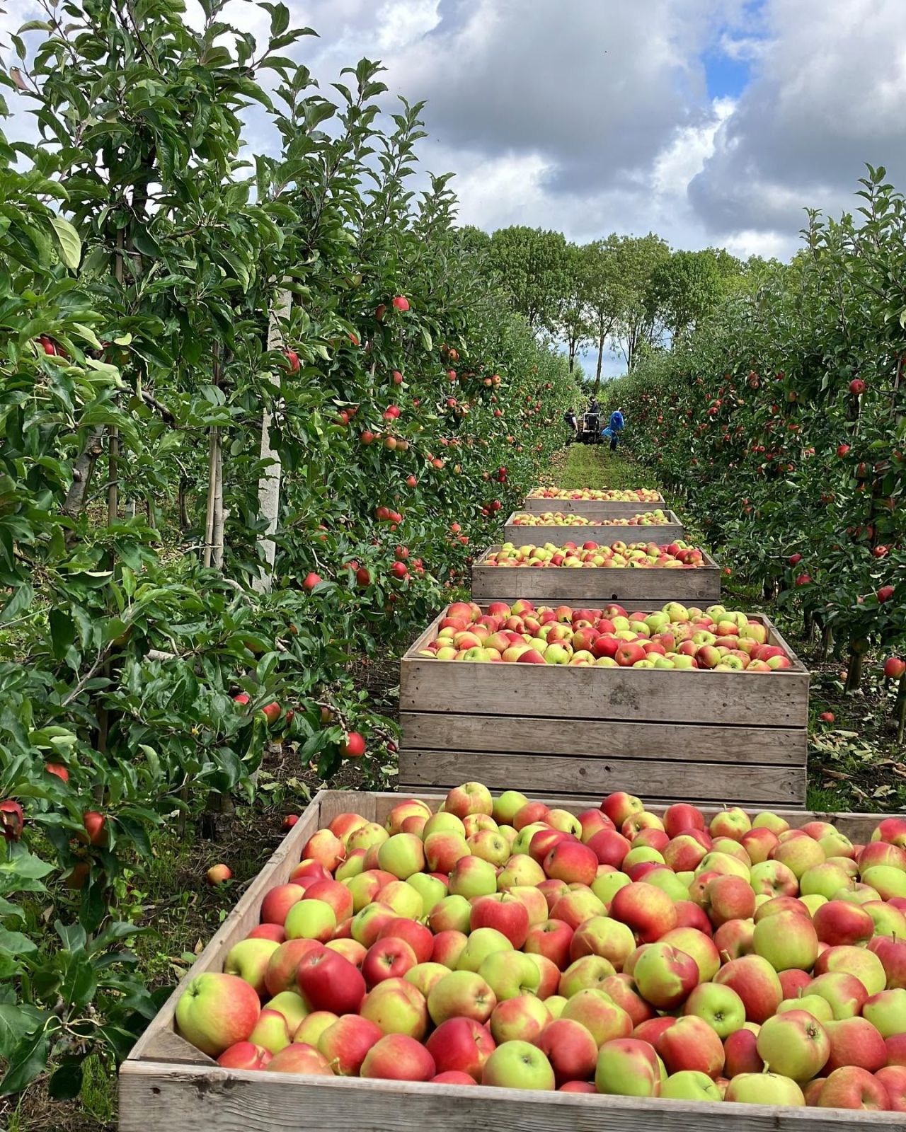Kromme en afgekeurde appels die gered worden van voedselverspilling