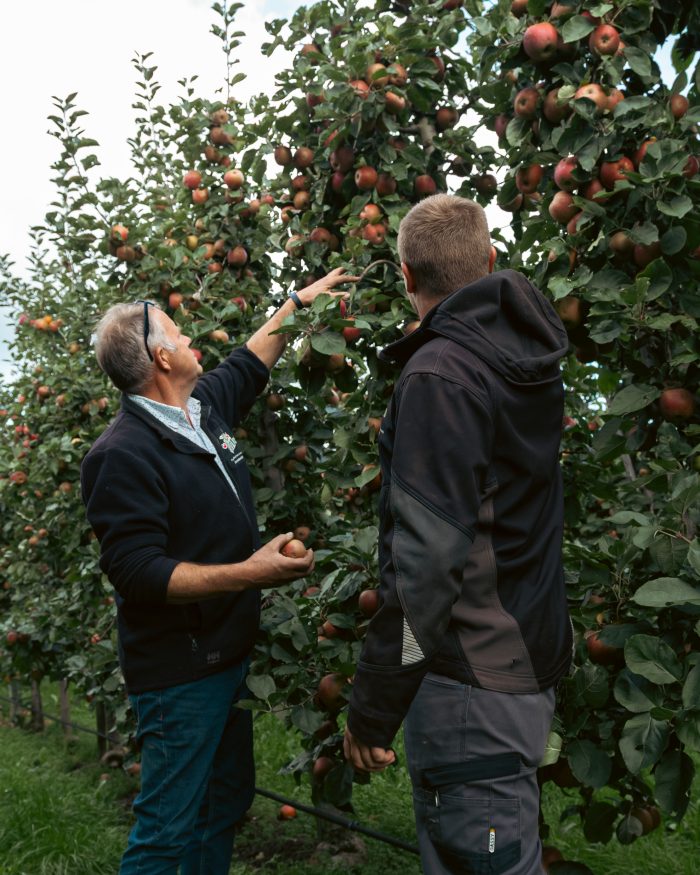 Appels en Peren plukken