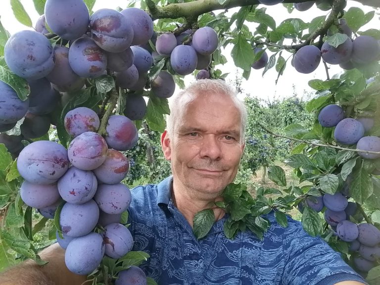 Pruimenteler van B&B Fruit tussen de volle pruimenbomen in de Betuwe