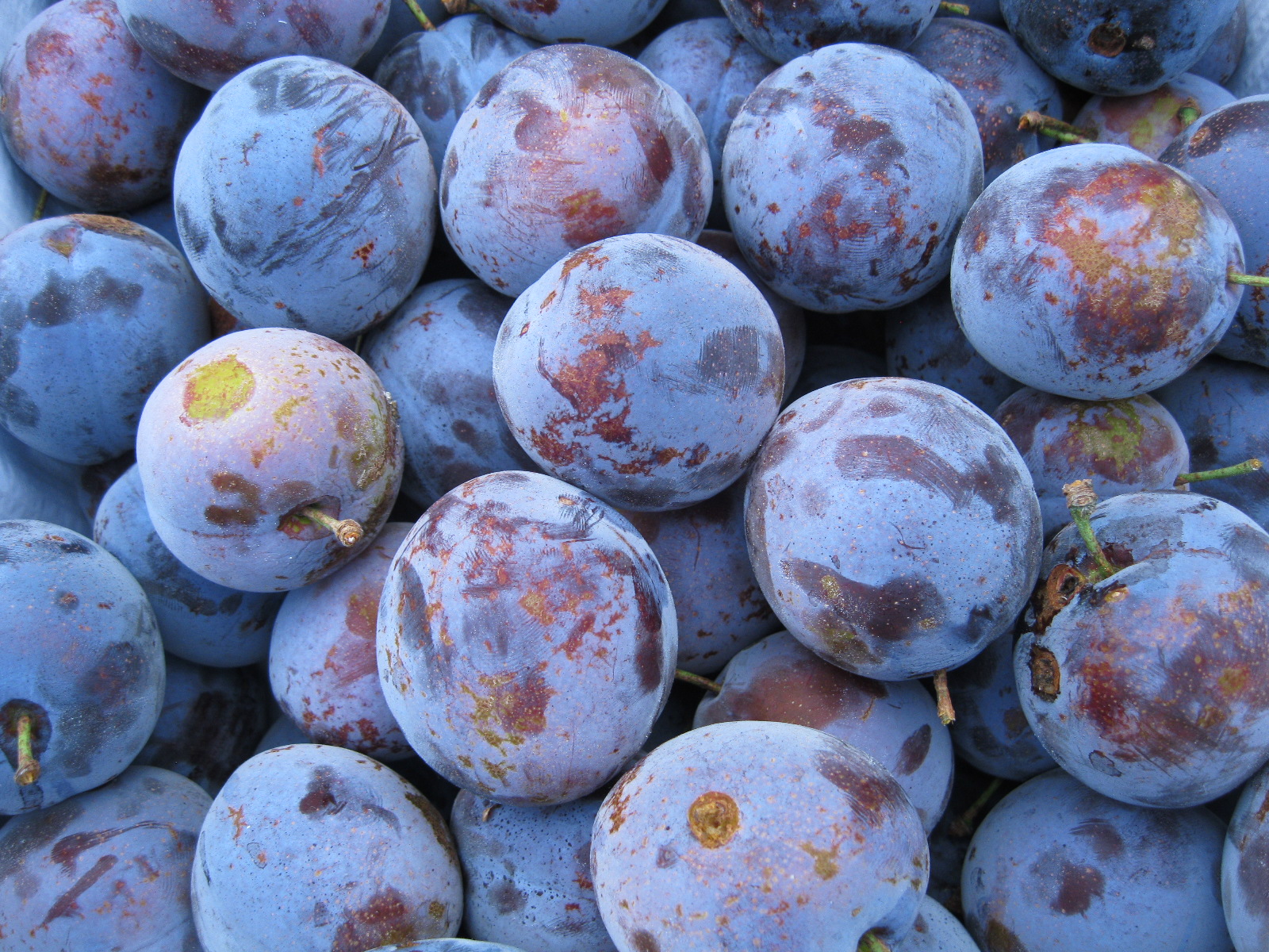 Sappige blauwe pruimen van B&B Fruit uit Herveld
